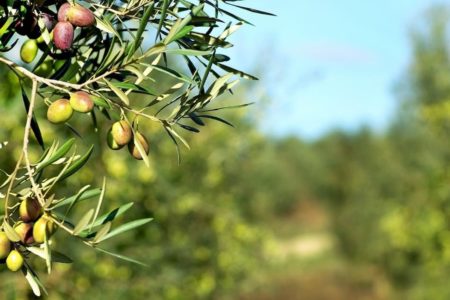 La più grande organizzazione di produttori di olio extra vergine di oliva e olive da tavola del Lazio propone uno sconto del 22% riservato agli iscritti per gli acquisti onli-ne di oli extra vergini di oliva.