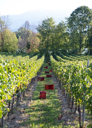 Esplora le migliori cantine d’Italia e approfitta di sconti esclusivi! 9